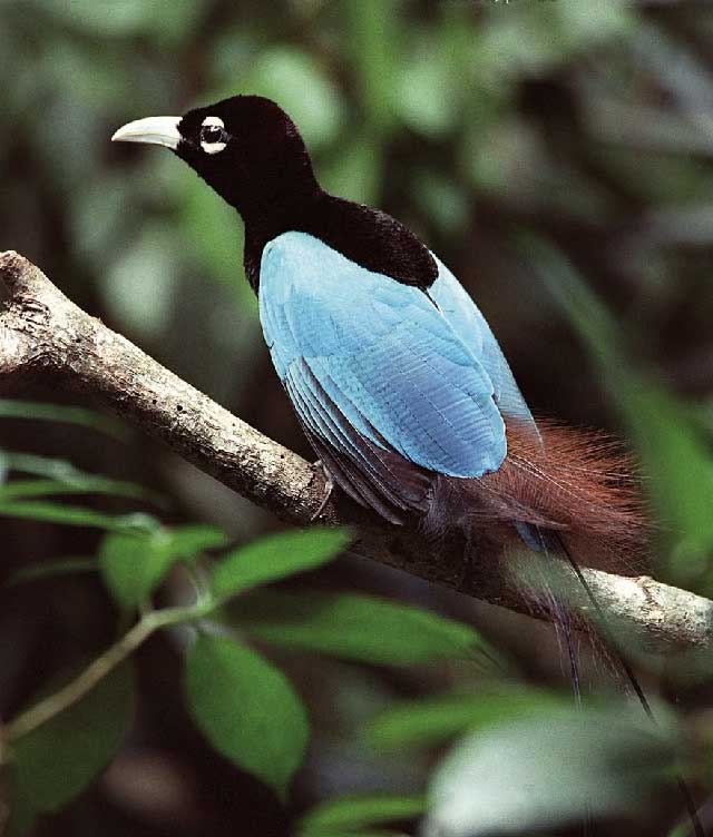 1. L'oiseau de paradis bleu