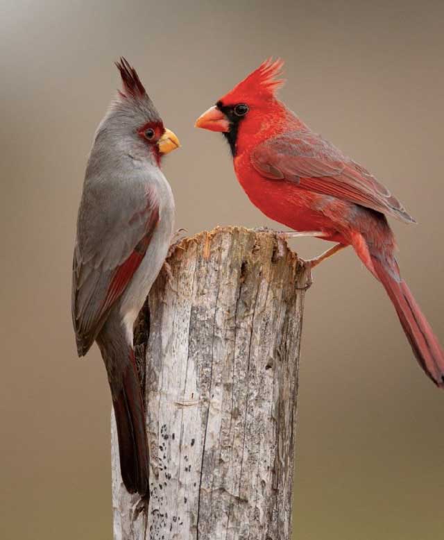 12. Cardinal du Nord