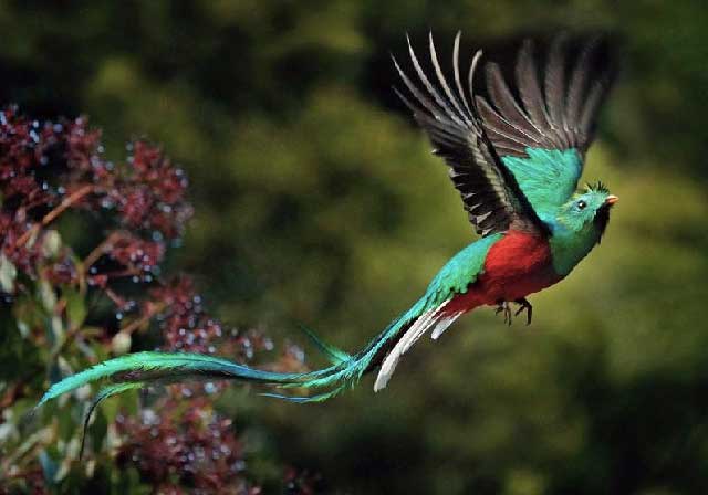 6. Le Quetzal resplendissant