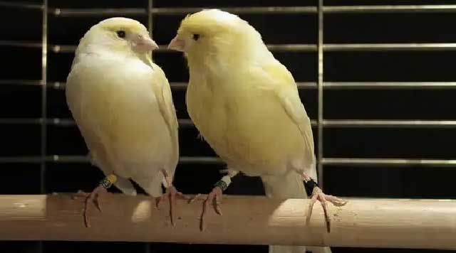 Les canaris : oiseaux de compagnie chanteurs