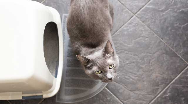Que faire lorsque votre chat refuse d'être enfermé dans une litière ?