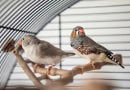 Comment choisir la cage idéale pour vos oiseaux de compagnie ?