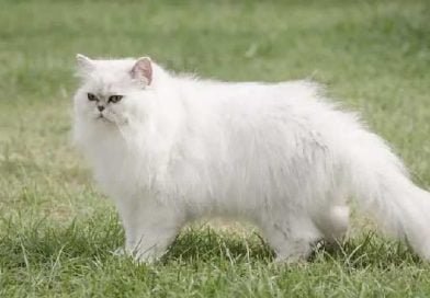 Que savez-vous sur les chats persans ?