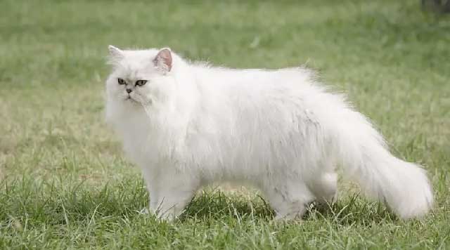 Que savez-vous sur les chats persans ?